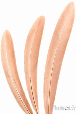 Pfau blau - 50-55 cm - gold